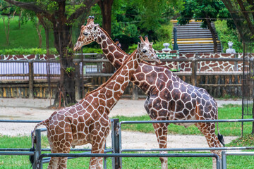 Two Giraffes Standing Together in a Zoo Enclosure © LamQuang