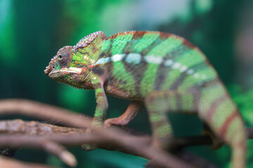 Colorful Chameleon on a Branch © LamQuang