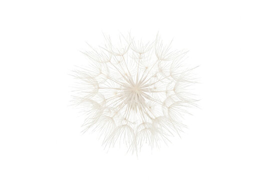 Un soffione di tarassaco delicato e dettagliato isolato su uno sfondo bianco puro, che mostra la struttura geometrica perfetta dei semi piumosi in una composizione minimalista.