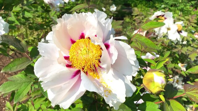 Flowers peony bloom in a garden during the spring season showing bright colors and vibrant details