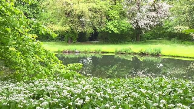 Nature park with pond and flowers during spring in a green area