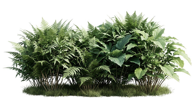Un cespuglio rigoglioso di felci verdi e piante tropicali a foglia larga isolato su uno sfondo bianco puro, perfetto per composizioni di design paesaggistico e rendering architettonici.