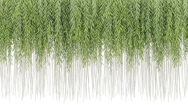 Sfondo naturale con rami di salice piangente verde che pendono verso il basso su uno sfondo bianco isolato, ideale per design botanici e decorazioni floreali eleganti.