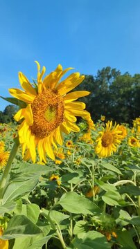Bees pollinate the Dix Park sunflowers on a breezy day near downtown Raleigh