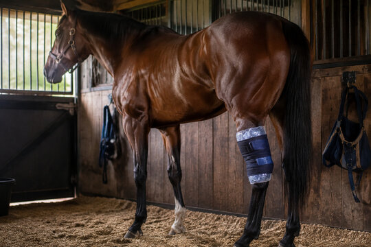 Racehorse in a stable with an ice pack wrapped around its hind leg.