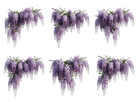 Set di sei grappoli di fiori di glicine viola isolati su sfondo bianco, perfetti per composizioni floreali primaverili, decorazioni botaniche e design grafico creativo.