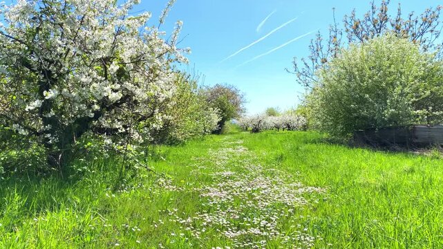 Walking through a blooming orchard on a sunny day in spring