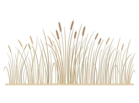 Illustrazione vettoriale di piante di tifa e canne palustri, con steli alti e infiorescenze marroni, isolate su sfondo bianco, ideali per design naturalistici e ambientali.