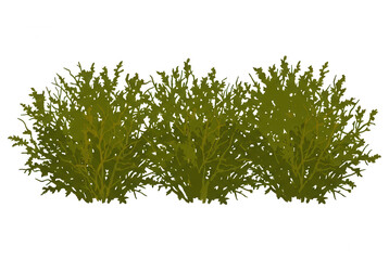 Fototapeta premium Illustrazione vettoriale di un cespuglio verde isolato su sfondo bianco, ideale per progetti di design grafico, architettura del paesaggio e decorazioni naturali.