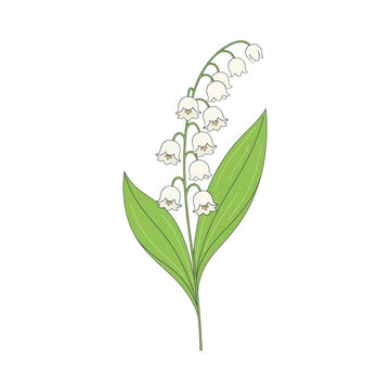 Illustrazione vettoriale di un ramo di mughetto con fiori bianchi a campanella e foglie verdi, isolato su sfondo bianco.