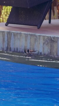 Vertical video. Small Bird Standing Beside Tropical Resort Swimming Pool Near Sun Loungers, Wildlife And Leisure Environment