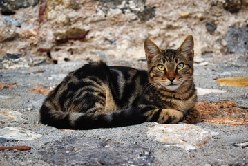 Close up of a tabby street cat lying on cobblestones in Monemvasia Greece. © RayBreen