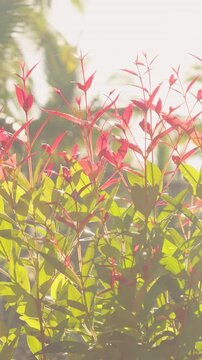 Vertical video. Red And Green Tropical Plant Leaves Glowing In Warm Evening Sunlight, Botanical Beauty And Natural Environment
