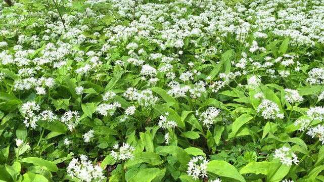 White wildflowers bloom in a field during springtime in a woodland area