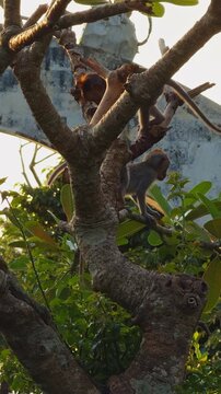 Vertical video. Macaques Climbing Through Tree Branches Near Historic Temple Architecture at Pura Luhur Uluwatu During Sunset
