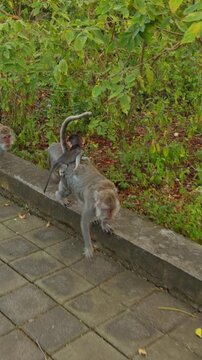 Vertical video. Macaque Family Walking Together Along Forest Temple Path at Pura Luhur Uluwatu