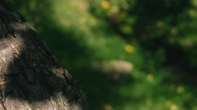 Close-up of a thick tree trunk illuminated by strong sunlight, with beautiful soft bokeh of lush green forest in the background.
