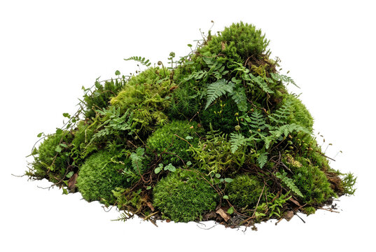 Lśniąca, zielona kępa mchu i paproci, tworząca naturalny kopiec, wyizolowana na białym tle, idealna do projekt&oacute;w związanych z naturą i ekologią.