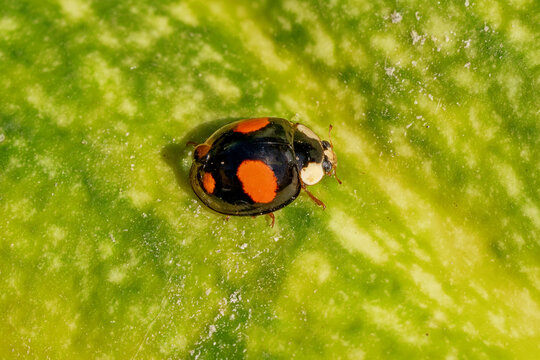  Four-spotted color morph of Asian Lady Beetle (Harmonia axyridis spectabilis) showing characteristic black and orange coloration