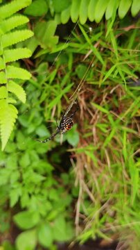 Vertical video. Spider Hanging in Web Among Green Tropical Plants Near Flowing Water