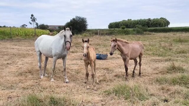 White mare standing with two young foals in a peaceful rural pasture, horse family together in a dry summer meadow surrounded by farmland, corn fields, and green countryside landscape