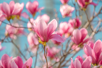 pink magnolia flowers in spring © tenfey