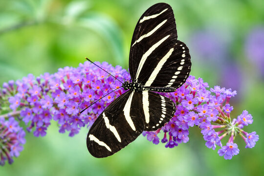 Zebra Longwing butterfly ai