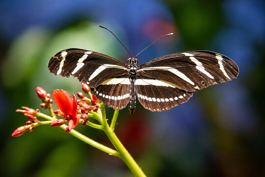 Zebra Longwing butterfly ai