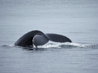 Humpback whale tail above St. Lawrence River © Oleksandr