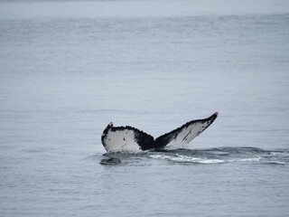 Humpback whale tail above St. Lawrence River © Oleksandr