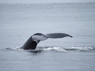 Humpback whale tail above St. Lawrence River © Oleksandr