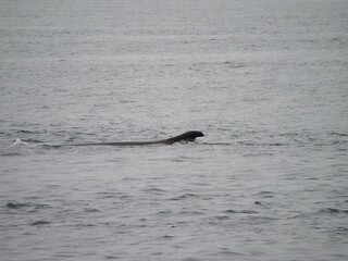 Fototapeta premium Whale surfacing in St. Lawrence River