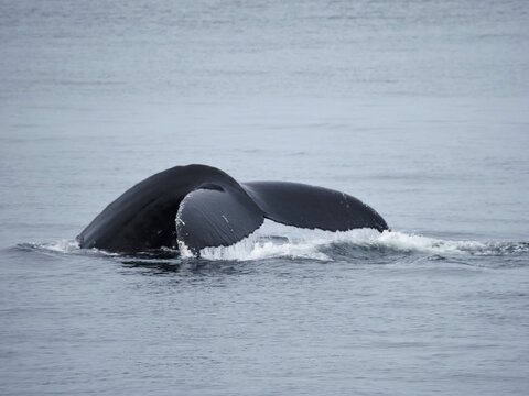 Humpback whale tail above St. Lawrence River