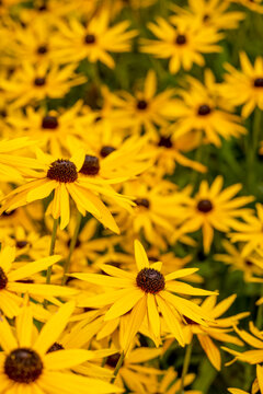 Bright yellow summer flower in full bloom - Black Eyed Susan, Rudbeckia hurta