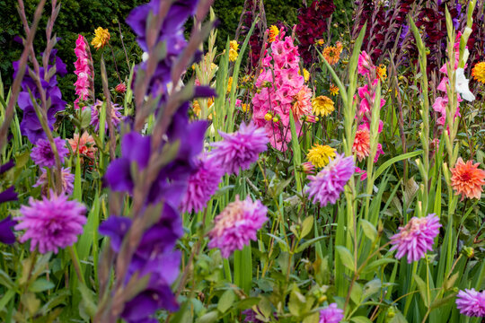 A colourful mixed flower bed in full summer bloom