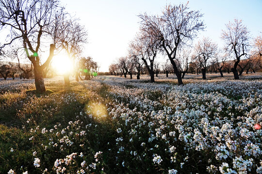 Orchard near Terradets, Catalonia, Spain