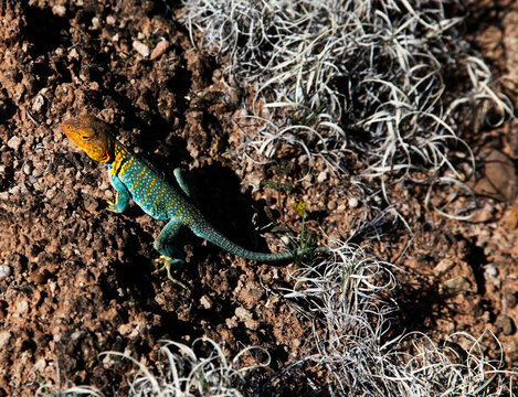 Eastern collared lizard (Crotaphytus collaris) 