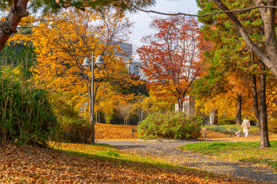View of autumn colours in Hyowon Park on a sunny day, Suwon-si, Gyeonggi-do, South Korea