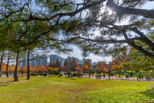 View of autumn colours in Hyowon Park on a sunny day, Suwon-si, Gyeonggi-do, South Korea