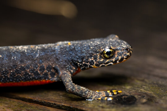 Close-Up Portrait of an Alpine Newt (Ichthyosaura alpestris)