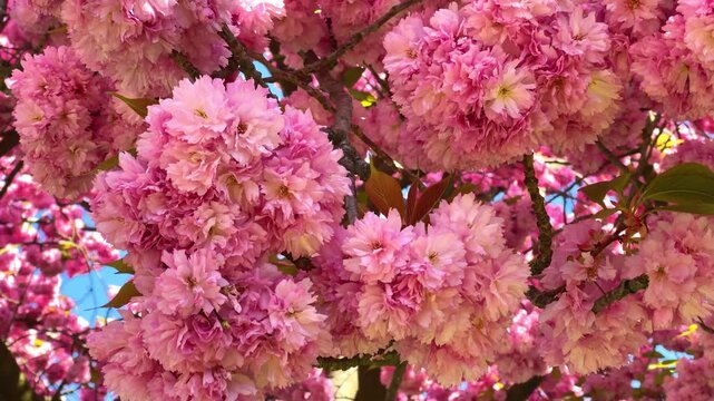 Cherry blossoms bloom in springtime under clear blue skies