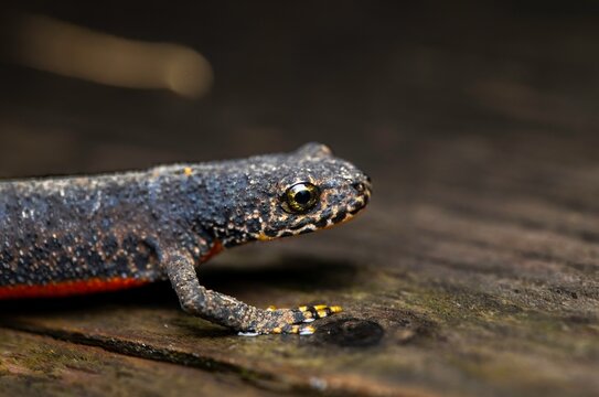 Close-Up Portrait of an Alpine Newt (Ichthyosaura alpestris)