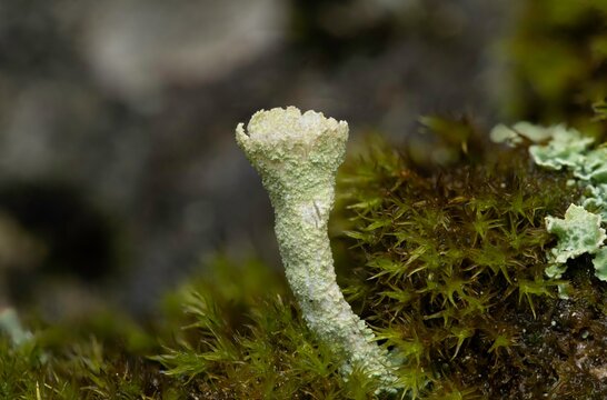 Cup Lichen (Cladonia sp.) Growing Among Forest Moss