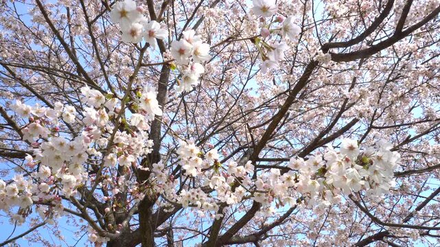 桜