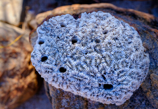 Intricate coral fossil at Freshwater Cove, Doubtful Bay, Kimberley, Australia