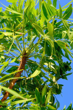 Plant life with green leaves stretches upward under clear sky in Bigge Island, Kimberley region of Australia