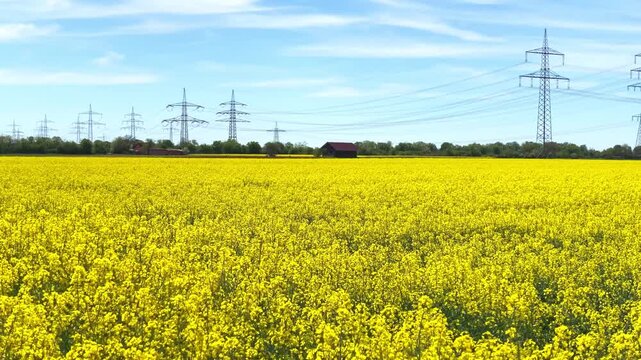 Bright yellow flower field with power lines and buildings under a clear sky