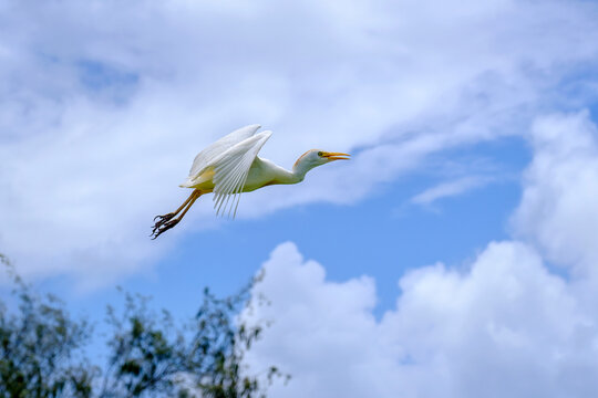 Cattle Egret flies through the sky over Kauai Island, USA