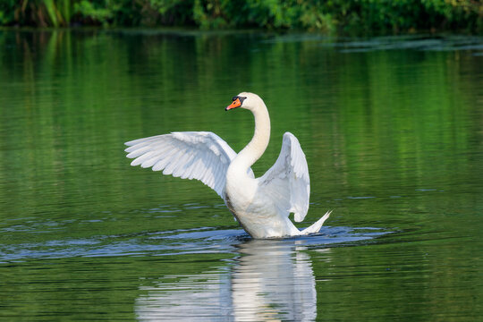 Mute Swan spreads wings on water surface in Belgium during daylight
