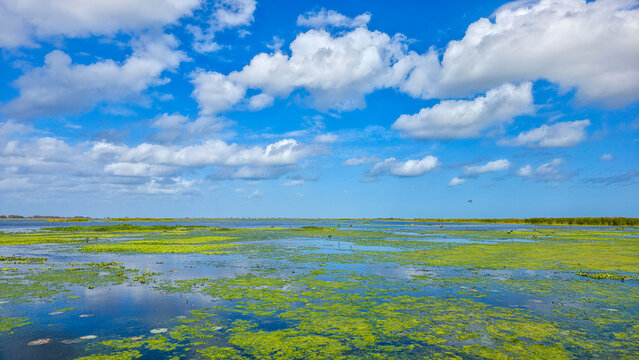 Wide view of wetland with clouds and blue sky in Blue Cypress Conservation Area in Florida